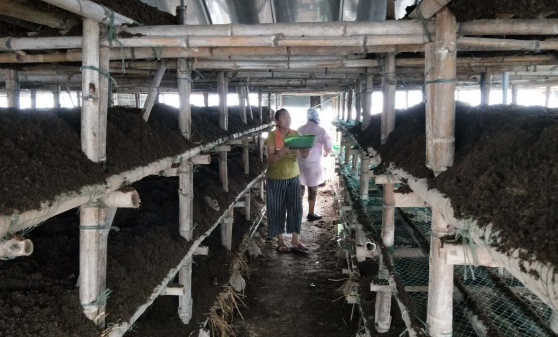 安徽：曹莊鎮(zhèn)恒瑞食用菌種植專業(yè)合作社——蘑菇云下的領(lǐng)頭雁