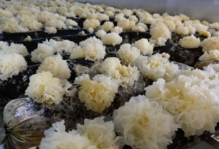 河南：信阳平桥区把生态产业变致富宝