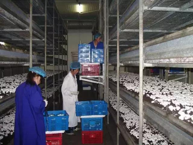 山西：昔陽縣雙孢菇產(chǎn)品出口泰國 外貿進出口實現(xiàn)“零”突破