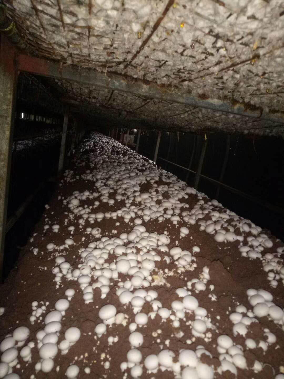 河南：濮陽臺(tái)前縣雙孢菇即將大量上市