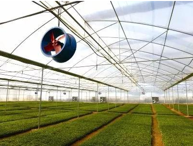 广西：桂北山区最大的食用菌育苗基地全面实现智能化