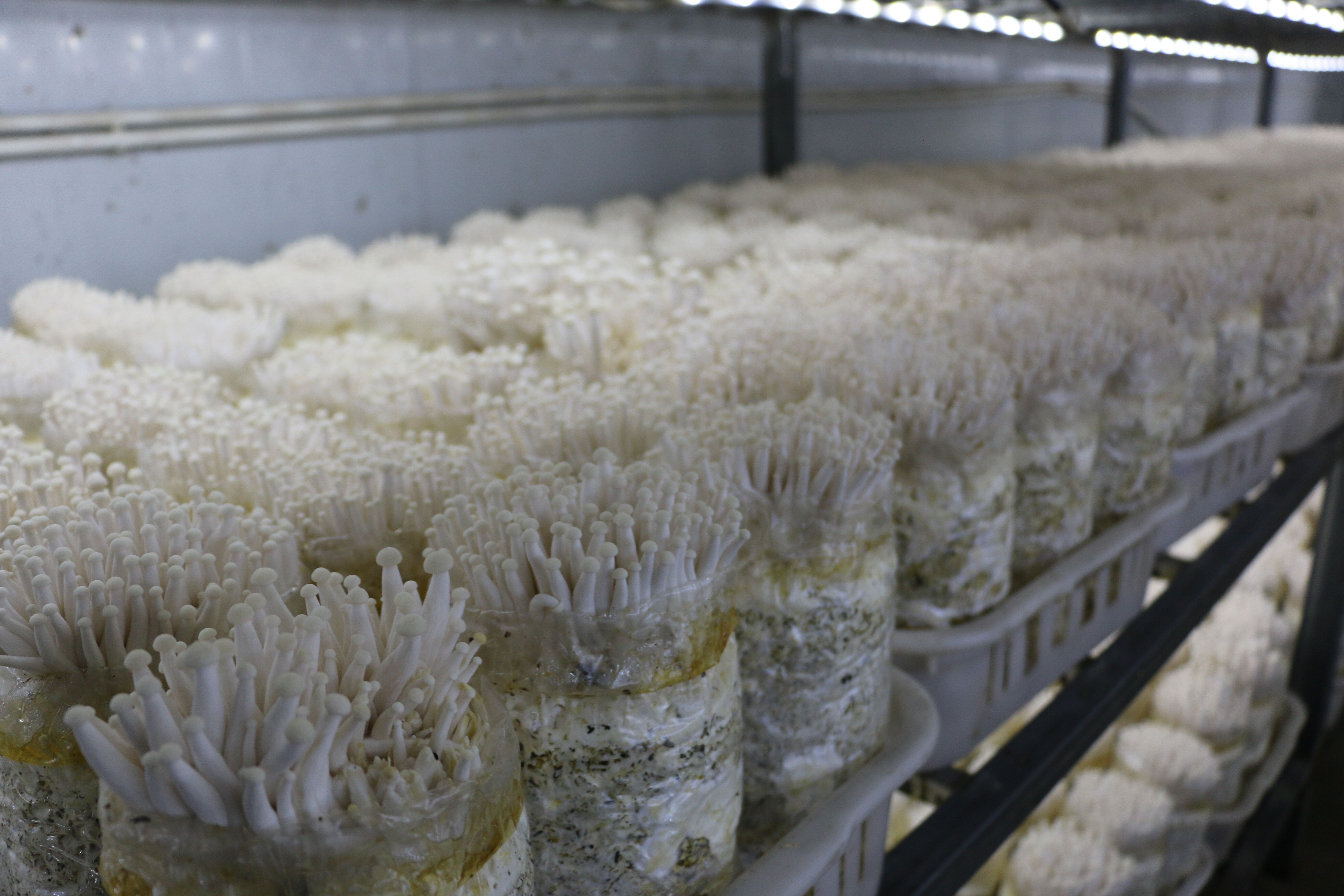 中國食用菌商務網CEO李昊一行赴河南清豐縣調研食用菌產業情況
