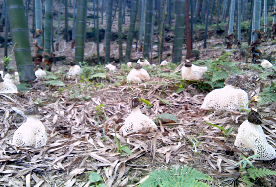 四川：长宁县农业局启动林下食用菌产业项目