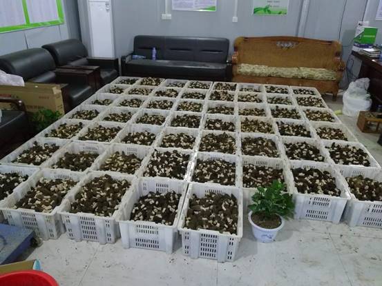 河南：周口市扶溝縣林下結出“致富菌”
