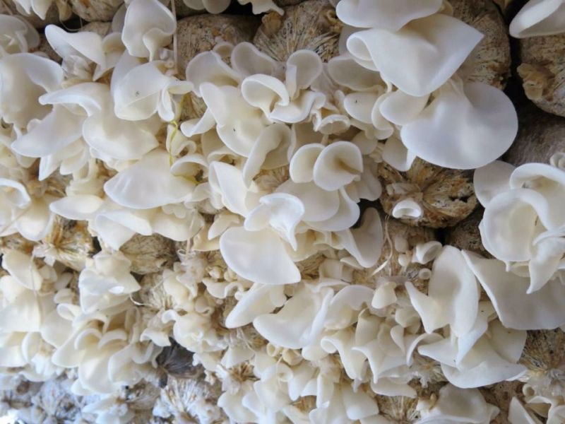 黑龙江：嘉荫县培育新品种玉木耳成为农民致富新希望