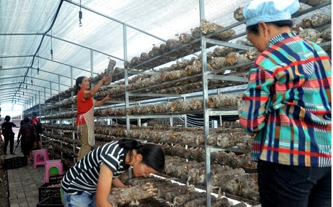 广东：广州对口帮扶贵州平塘县大力发展食用菌扶贫产业