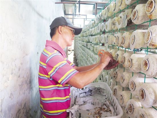 海南：農墾科學院預計培育40000袋秀珍菇助民增收