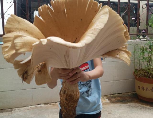 云南：保山惊现巨型鸡枞王 菌盖绽放重达两斤半
