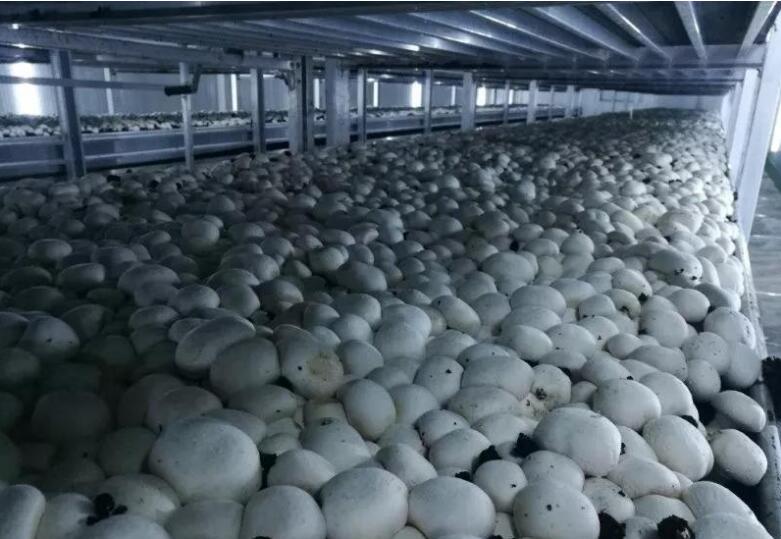 甘肃：张掖临泽县总投资1.05亿元工厂化双孢菇生产基地年产值将实现1500万元