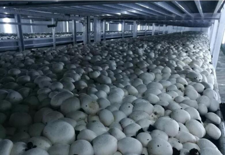 甘肅：張掖臨澤縣總投資1.05億元工廠化雙孢菇生產(chǎn)基地年產(chǎn)值將實現(xiàn)1500萬元