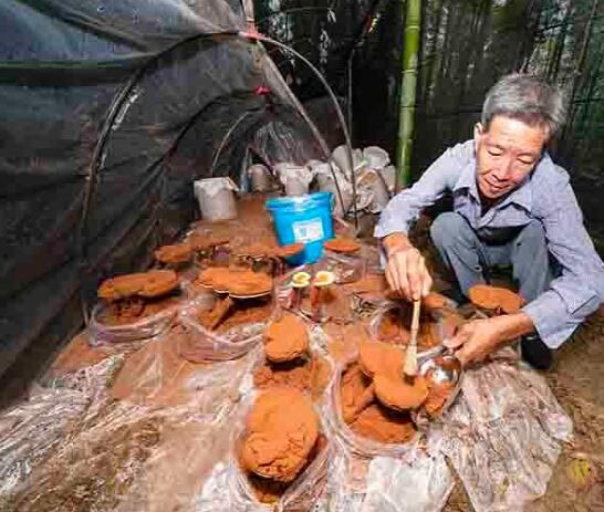 浙江：缙云县竹林里套种灵芝经济效益显著