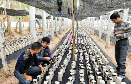 省農科院為阿克蘇帶去食用菌新技術 讓農民快速增收