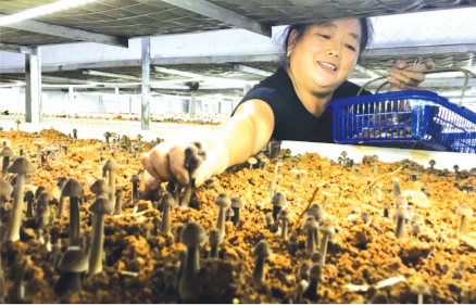 贵州：剑河县人工培植黑鸡枞菌成功
