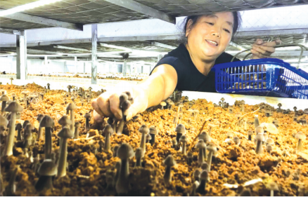 貴州：劍河縣人工培植黑雞樅菌成功