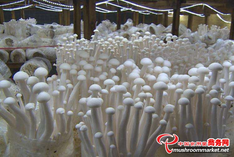 雪榕生物第一批航天育种菌菇成功落地