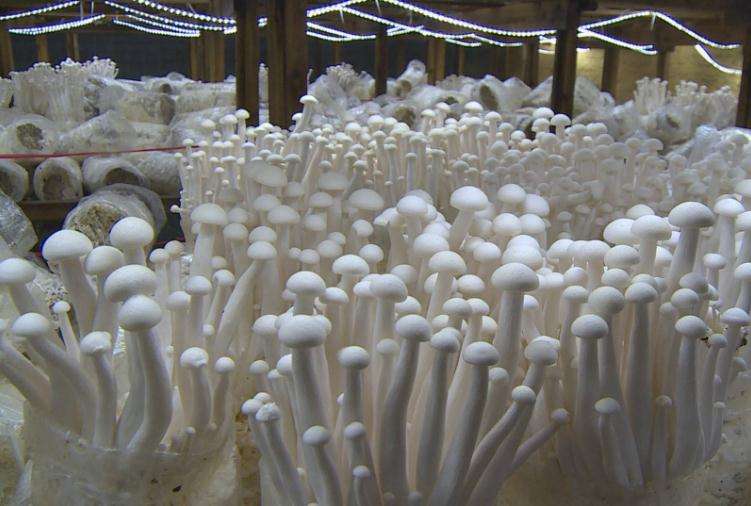 四川：菌绿生态牵手中科院助海鲜菇增产