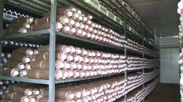 云南：泸西县午街铺镇首条食用菌菌包加工生产线正式投产