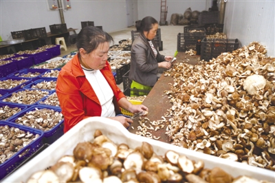 贵州：六盘水木果镇60万棒食用菌进入盛产期
