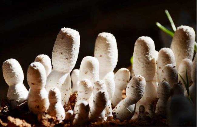 甘肅：張掖甘州溫室雞腿菇新品種試種成功