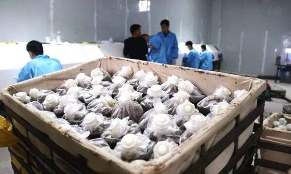 陜西：府谷縣首家羊肚菌育種基地落戶墻頭農(nóng)業(yè)園區(qū)