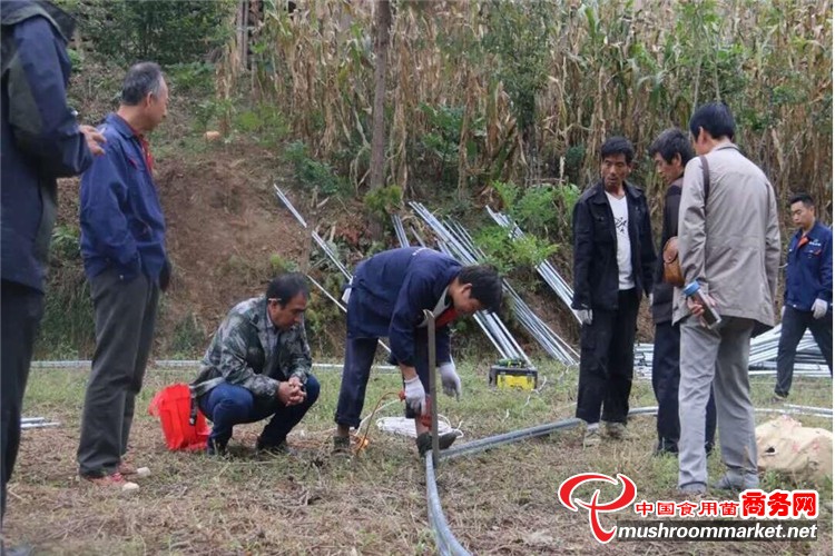 康县人口_食用菌富了康县人
