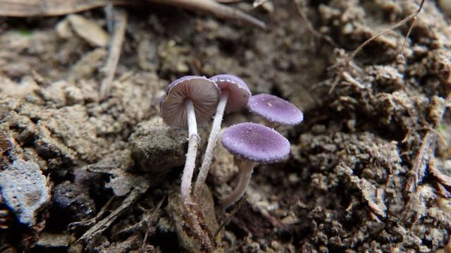 湖北：十堰境內發現大型真菌新物種藍紫黃蘑菇