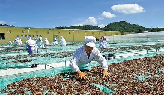 福建：仙游縣引領食用菌產業向區域化、專業化、品牌化方向發展