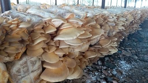 北京：延慶區元蘑試種成功 填補山海關以西種植空白