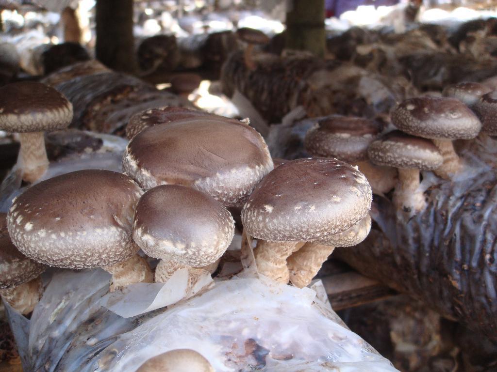 贵州：铜仁市万山区“输血扶贫”转为“造血扶贫”扶持食用菌产业发展