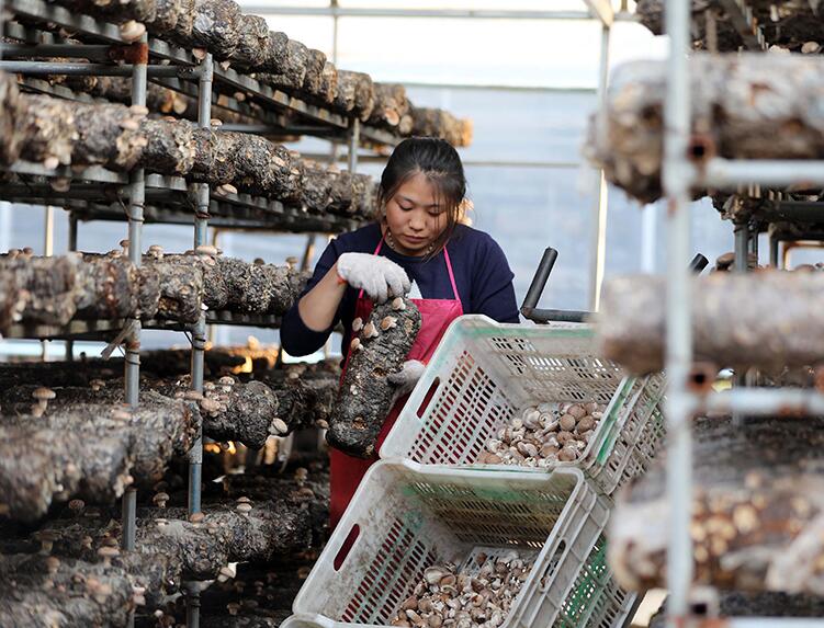 山西：万荣县1000万棒果木香菇陆续完成第一茬采收工作