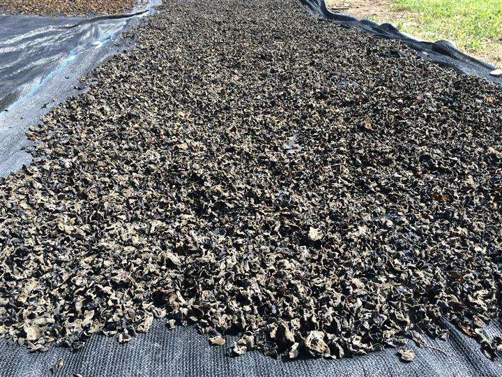 河南：濮陽農牧局對柏油路上晾曬木耳情況進行專項整治