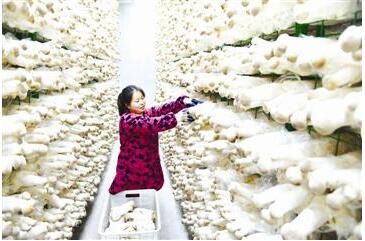 江蘇：淮安市清江浦區工廠化杏鮑菇助力經濟發展