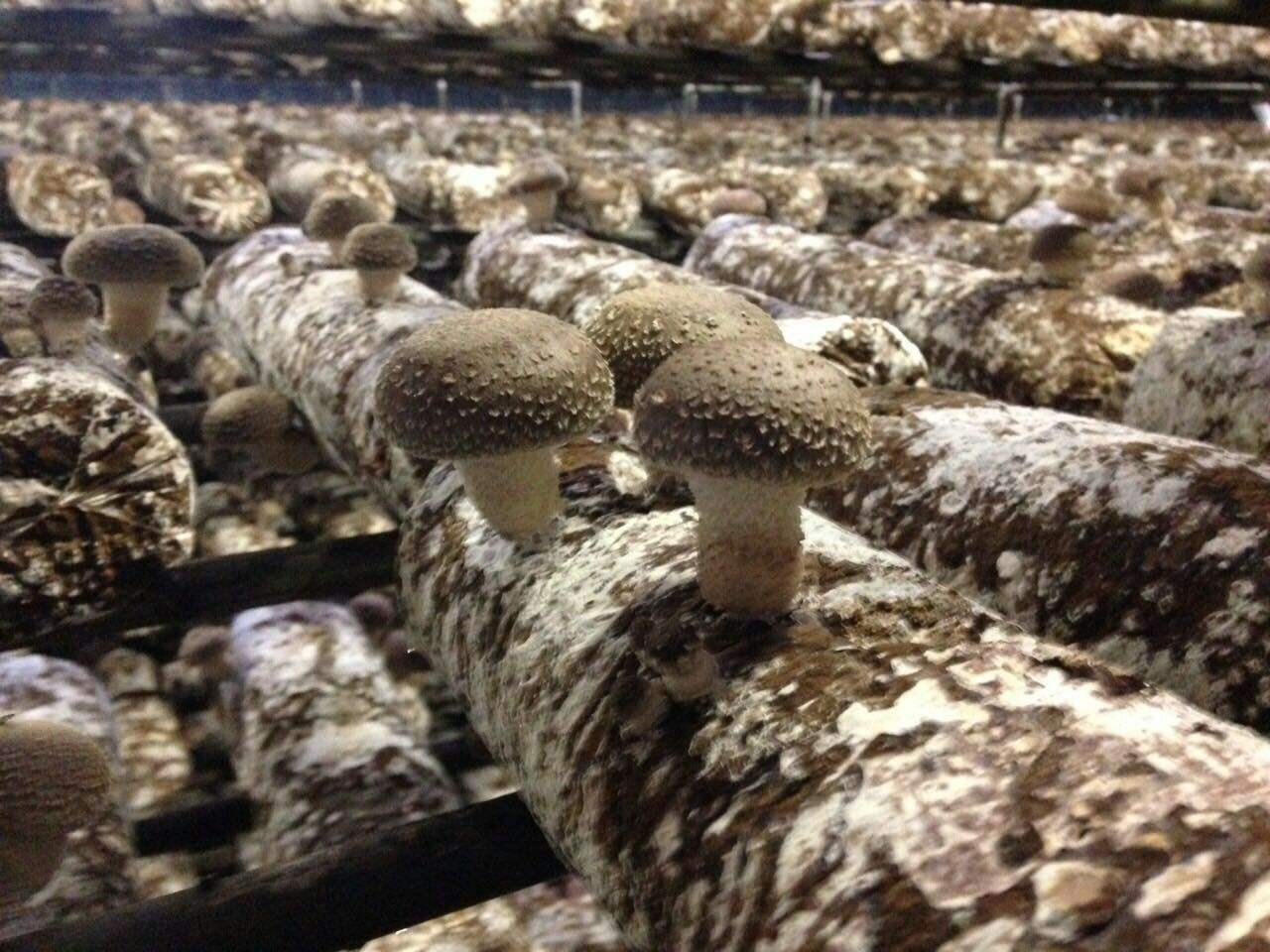 山西：盂縣被授予省級出口食用菌質量安全示范區