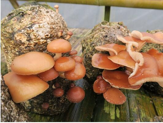 云南：洱市景東野生菌研發(fā)中心積極探索短輪伐期菇木林人工培育技術(shù)