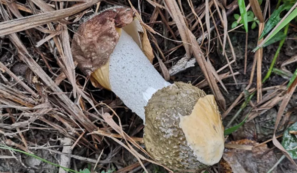 江西：上饒農戶種植“土黃金”菌菇走上致富路