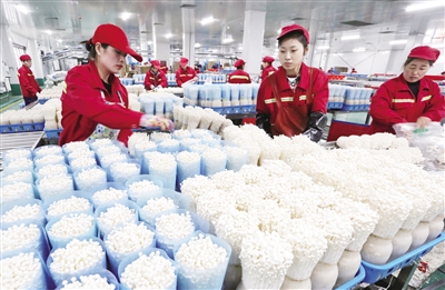 江蘇：東海縣秸稈再利用育出“生態菇”