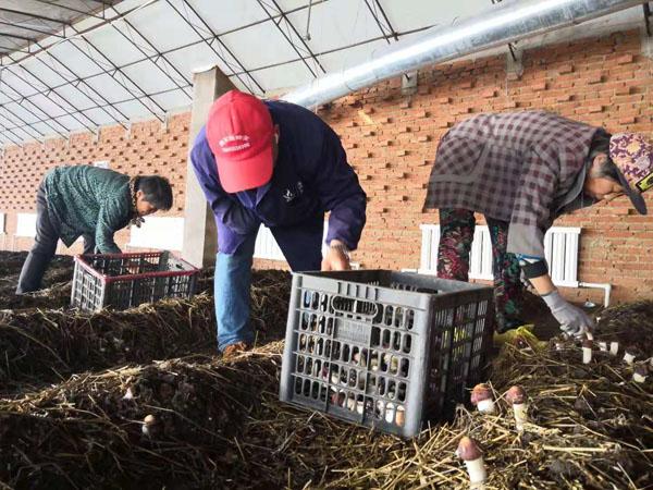 黑龙江：兰西县用水稻玉米秸秆“种”大球盖菇