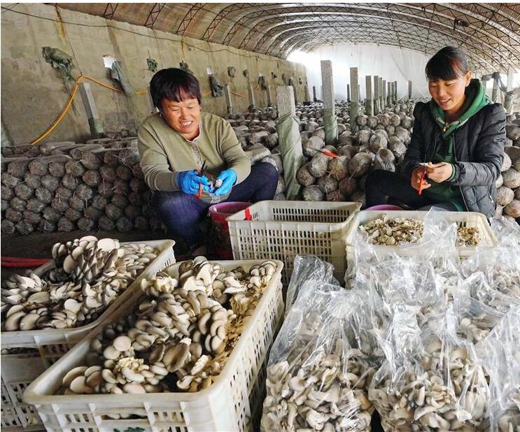 河北：灤南縣冬閑時節培育食用菌助民增收