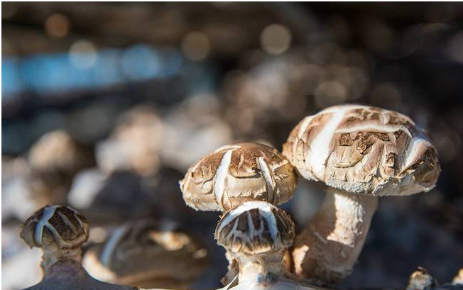 庆元香菇市场食用菌拍卖（寄售）中心项目正式成立运营