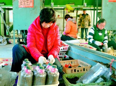 山東：菏澤市定陶區打造食用菌致富新引擎