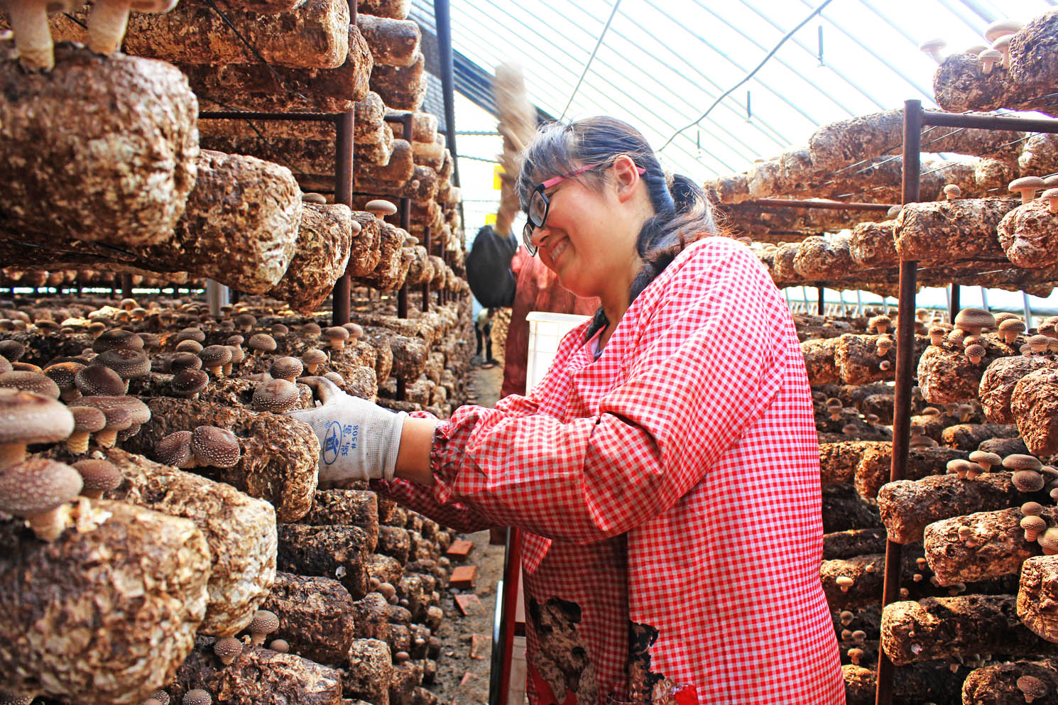 “平泉香菇”被河北省确定为特色农产品优势区品牌