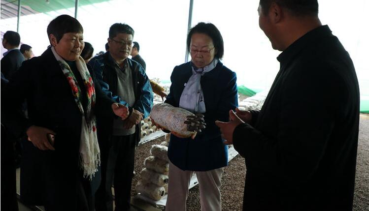 國家食用菌產業技術首席科學家張金霞實地考察山東莒縣碁山鎮“嫘祖部落”農旅項目試點