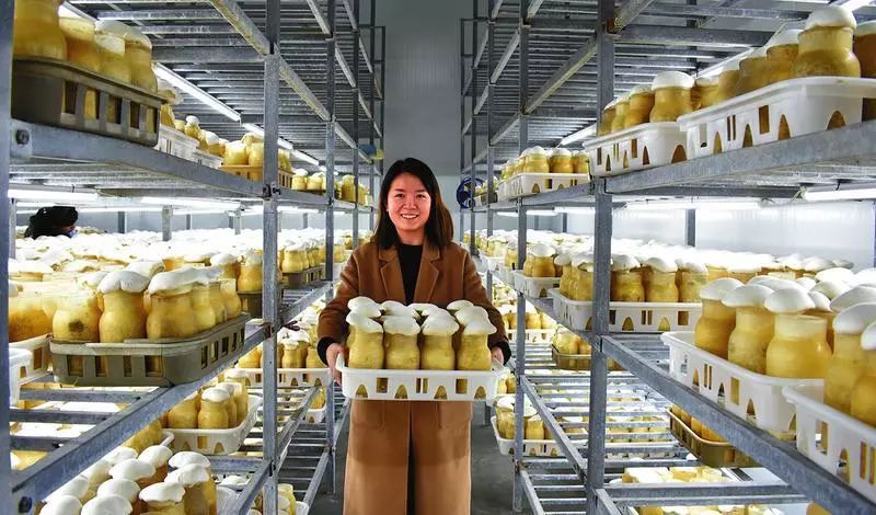 陕西：商洛市商州区总投资1亿元的白灵菇工厂化生产基地投产运行