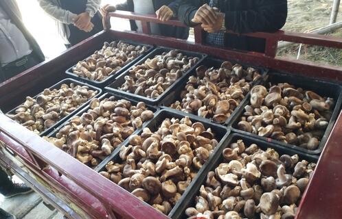 贵州：天柱县170万棒食用菌丰收在望