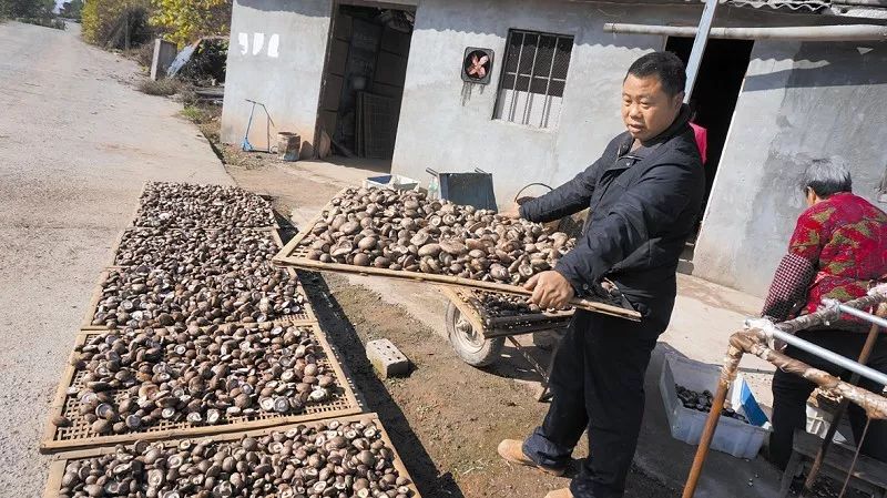 湖北：十堰郧阳香菇小镇安置区建设进入收官阶段
