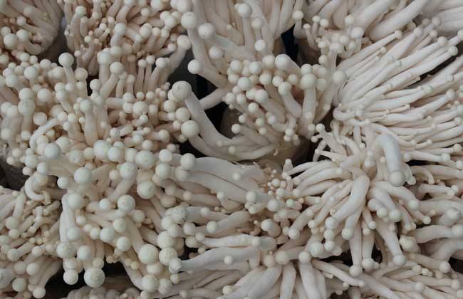 投資3億元|廣東韶關(guān)市星河食用菌精深加工項(xiàng)目正式簽約
