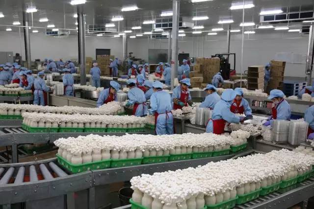 河北：臨西縣鮮品菌菇繼泰國、美國后又打入南非市場
