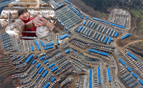 湖北：十堰市鄖陽區“香菇小鎮”建設的1億元小額扶貧產業貸款項目正式啟動