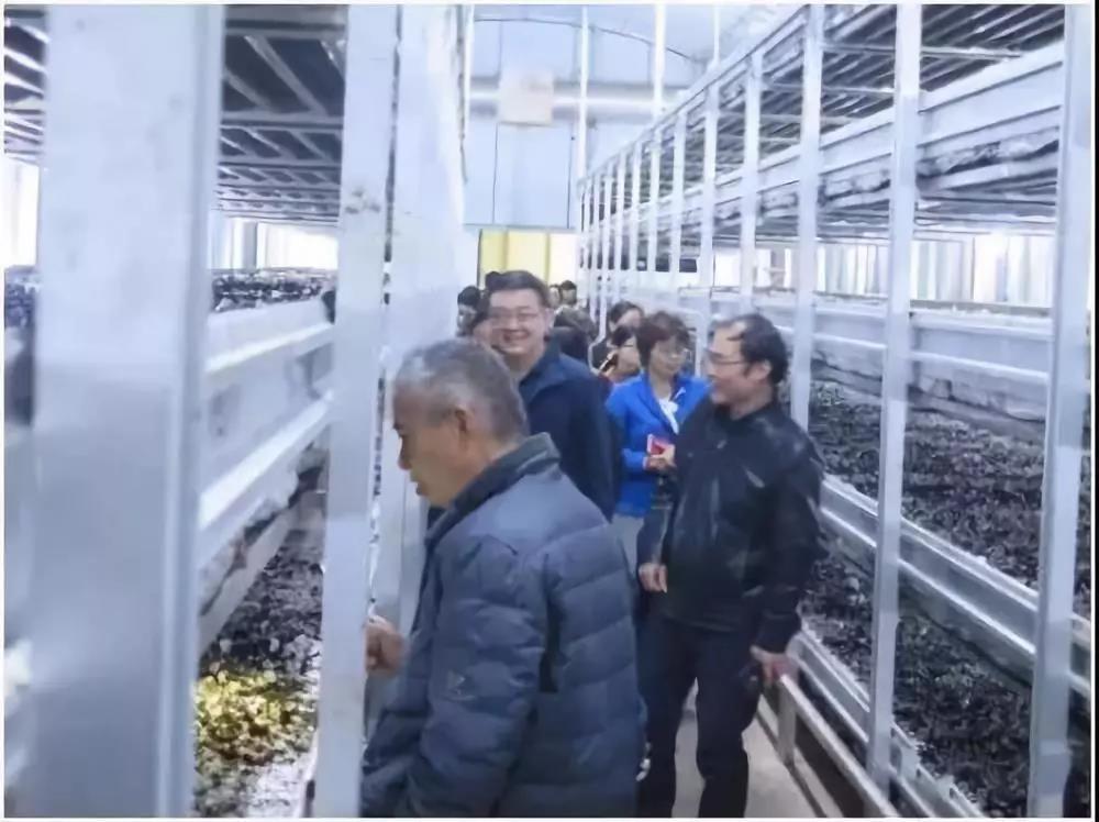 上海：食用菌產業技術體系召開現代農民模式雙孢菇工廠化栽培現場會