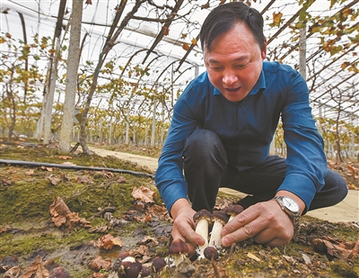 浙江：寧波市江北區葡萄藤下試種赤松茸喜獲成功